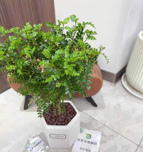 哪种盆景能有效驱蚊？盆景驱蚊的原理是什么？
