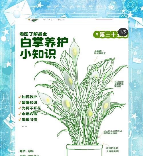 白掌叶尖干枯如何处理？恢复叶片生机的秘诀是什么？