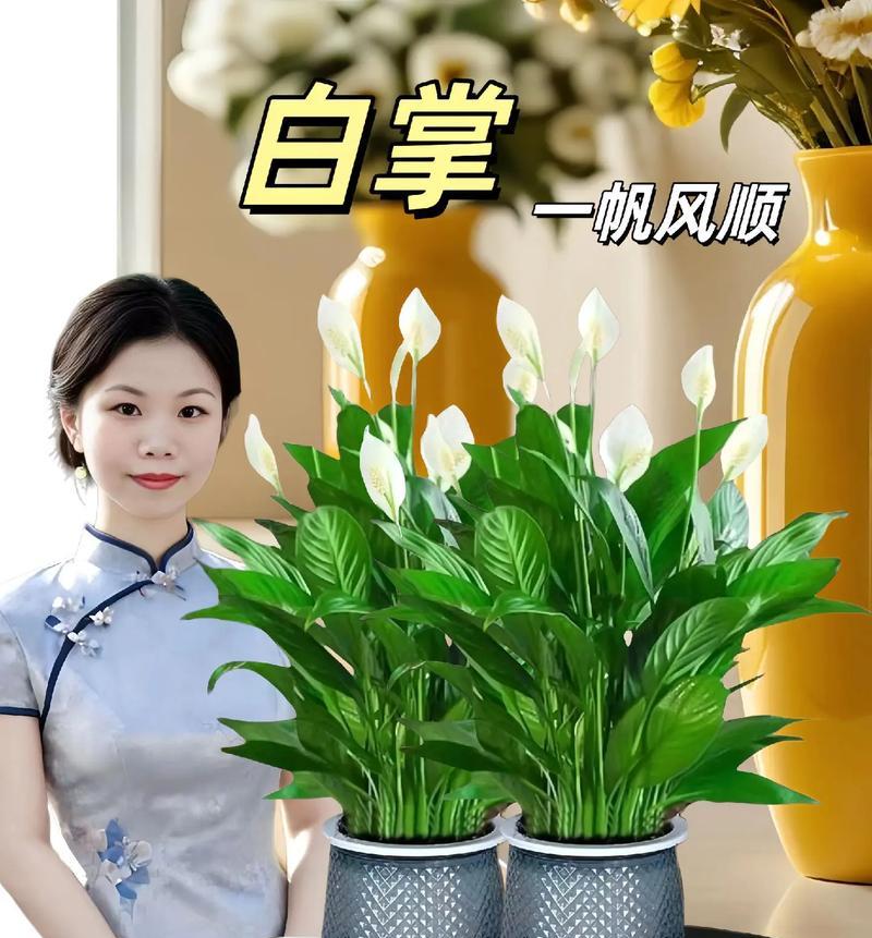 白掌叶尖干枯如何处理？恢复叶片生机的秘诀是什么？