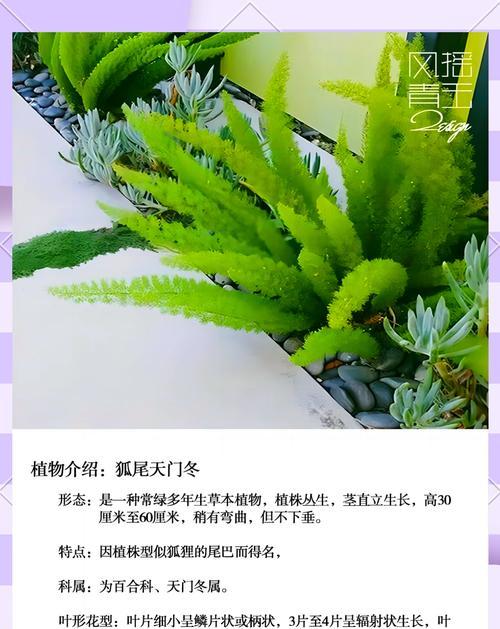 天门冬是什么？天门冬的养护技巧有哪些？