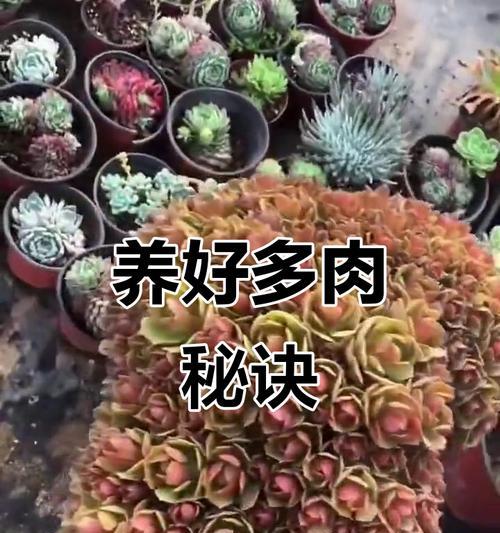 多内植物的养护技巧有哪些？