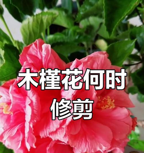 花卉修剪的最佳时机和技巧是什么？