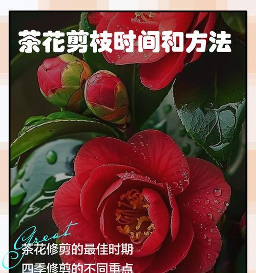 花卉修剪的最佳时机和技巧是什么？
