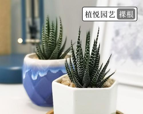 条纹十二卷的繁殖方法是什么？