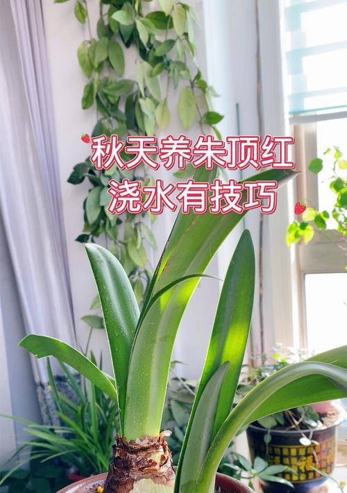 丹顶红的养殖环境和管理要点有哪些？