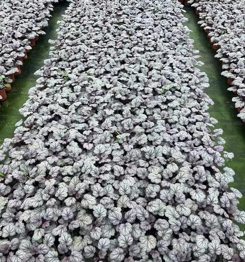 虎耳草种植方法是什么？