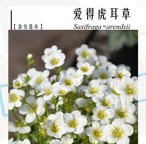 虎耳草种植方法是什么？