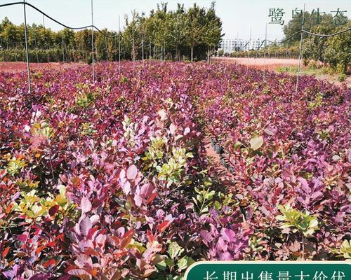 苗圃的品种有哪些？如何选择适合苗圃种植的品种？