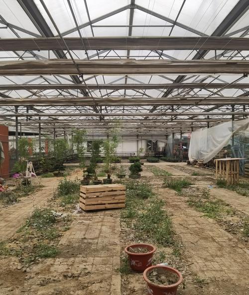 苗圃的品种有哪些？如何选择适合苗圃种植的品种？