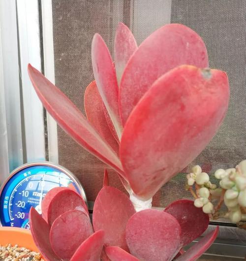 唐印死亡的原因是什么？如何预防类似情况发生？