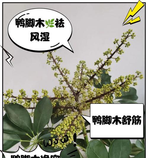 鸭掌木的养殖方法和注意事项是什么？
