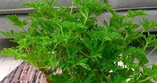 驱蚊草是什么植物？驱蚊草的驱蚊原理和种植方法是什么？