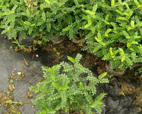 驱蚊草是什么植物？驱蚊草的驱蚊原理和种植方法是什么？