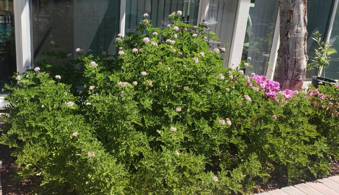 驱蚊草是什么植物？驱蚊草的驱蚊原理和种植方法是什么？