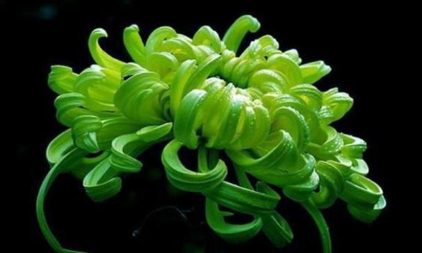 常见菊花品种有哪些？菊花品种的分类方法是什么？
