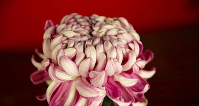 常见菊花品种有哪些？菊花品种的分类方法是什么？