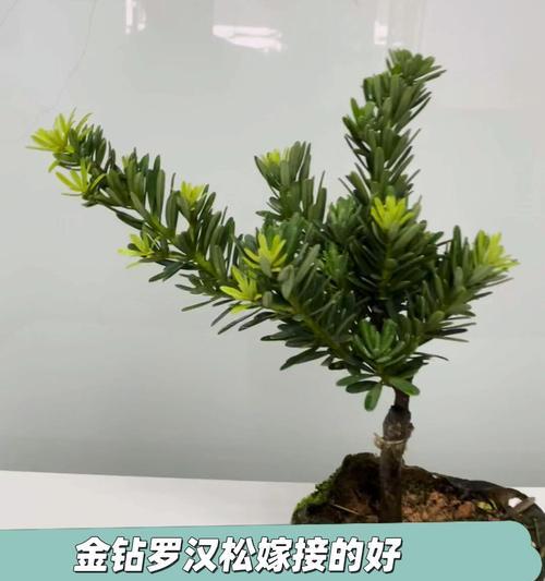 罗汉松嫁接的最佳时期和步骤是什么？