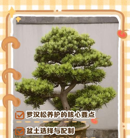 罗汉松嫁接的最佳时期和步骤是什么？