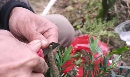 罗汉松嫁接的最佳时期和步骤是什么？
