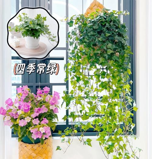 常春藤有多少种不同的品种？
