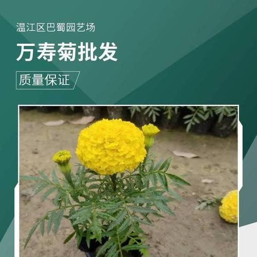 万寿菊的特性及其在园艺中的作用是什么？