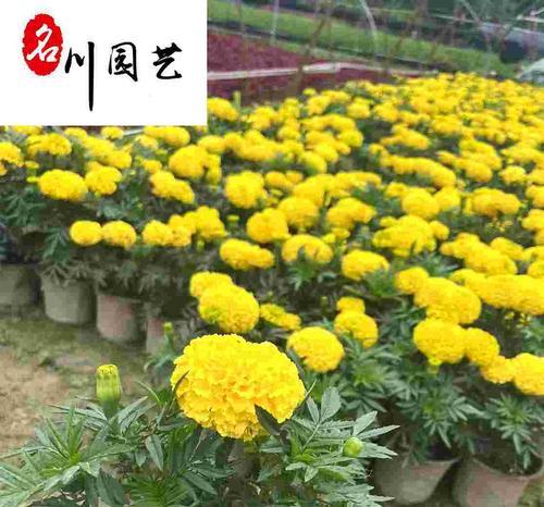 万寿菊的特性及其在园艺中的作用是什么？