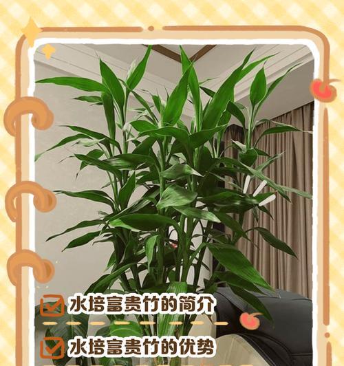 富贵竹水培繁殖方法是什么？