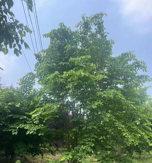 紫荆花的种植方法和注意事项是什么？