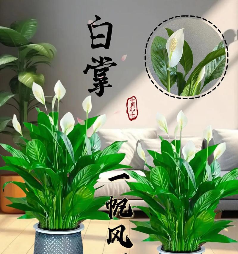 盆栽一帆风顺的养护技巧是什么？如何保持其生长？