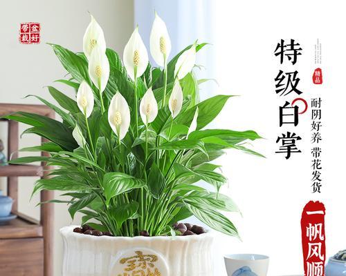 盆栽一帆风顺的养护技巧是什么？如何保持其生长？