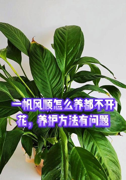 盆栽一帆风顺的养护技巧是什么？如何保持其生长？