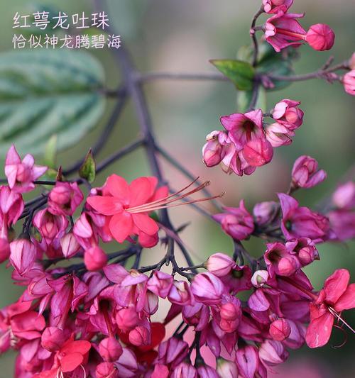 龙吐珠的开花时间是什么时候？如何促进开花？