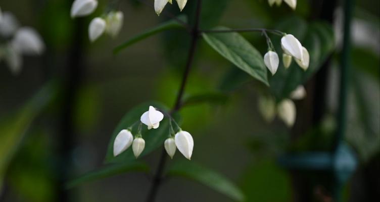 龙吐珠的开花时间是什么时候？如何促进开花？