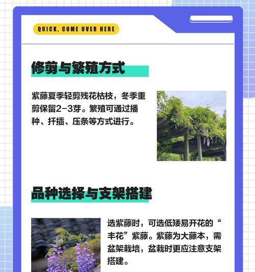 紫藤的最佳种植时间是什么时候？