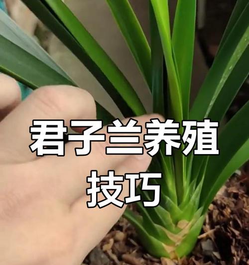 怎么养君子兰？君子兰养护的秘诀和注意事项有哪些？