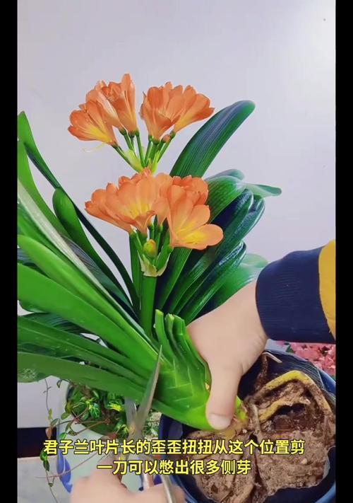 怎么养君子兰？君子兰养护的秘诀和注意事项有哪些？
