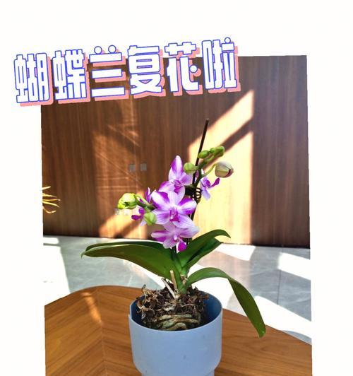 蝴蝶花的浇水技巧是什么？