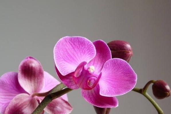 蝴蝶花的浇水技巧是什么？