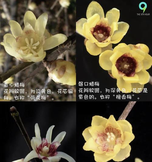 腊梅花繁殖方法有哪些？