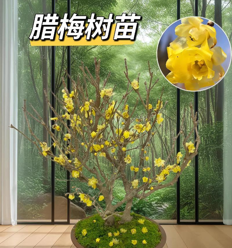 腊梅花繁殖方法有哪些？