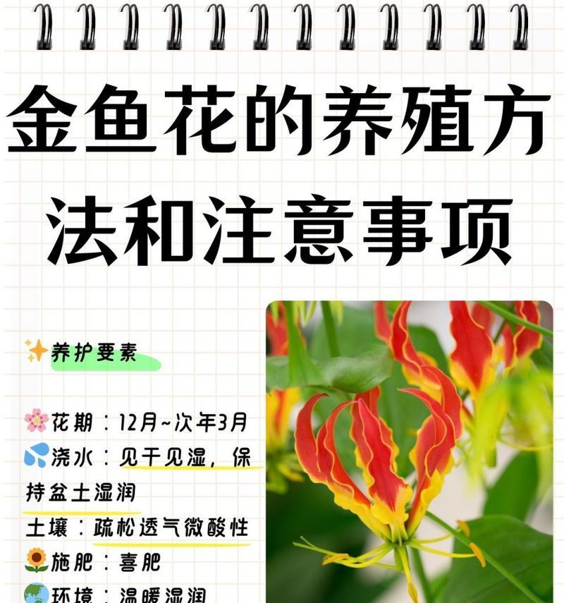 吊兰长得好的秘诀是什么？