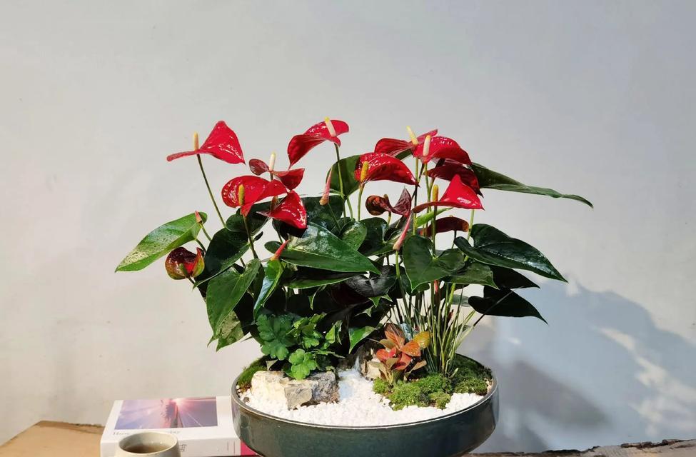红掌植物的好处是什么？