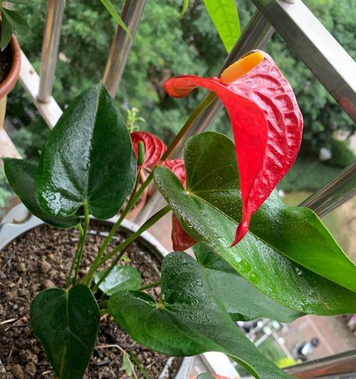 红掌植物的好处是什么？