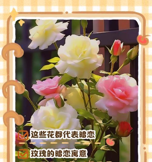 马约兰的种植步骤和管理要点？