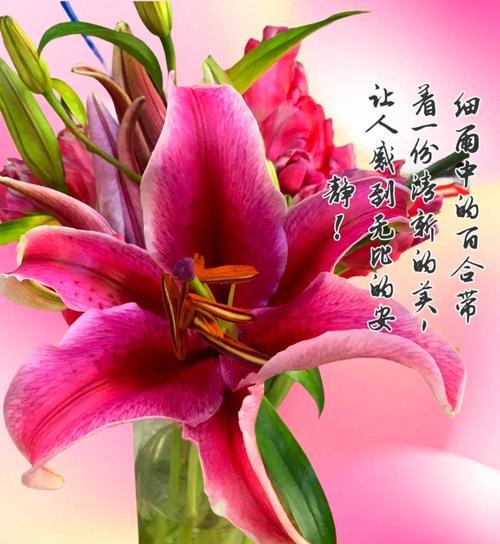 马约兰的种植步骤和管理要点？