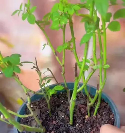 月季种植方法是什么？如何种植出美丽的月季？