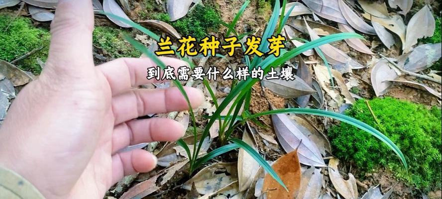 兰花种植需要哪种类型的土壤？