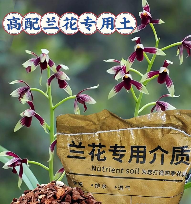 兰花种植需要哪种类型的土壤？