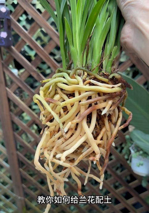 兰花种植需要哪种类型的土壤？