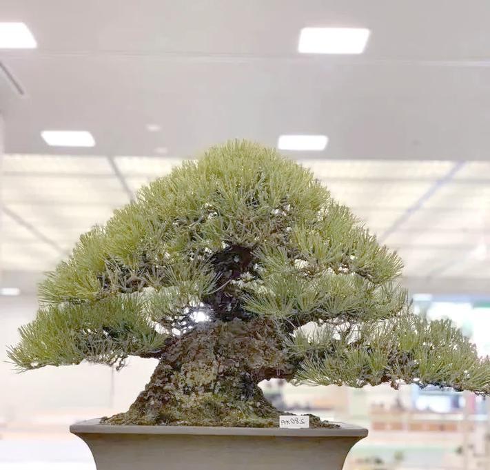 盆景艺术有哪些特点？盆景的制作和养护方法是什么？
